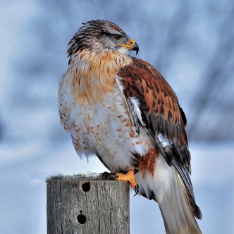 Adipisci quos deleniti veniam