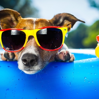 Consequatur saepe dolorum eos