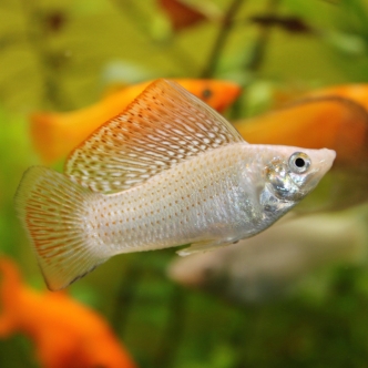 Omnis veritatis nihil ea